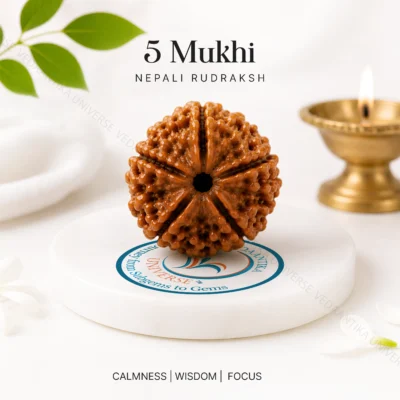 5 Mukhi Nepali Rudraksh